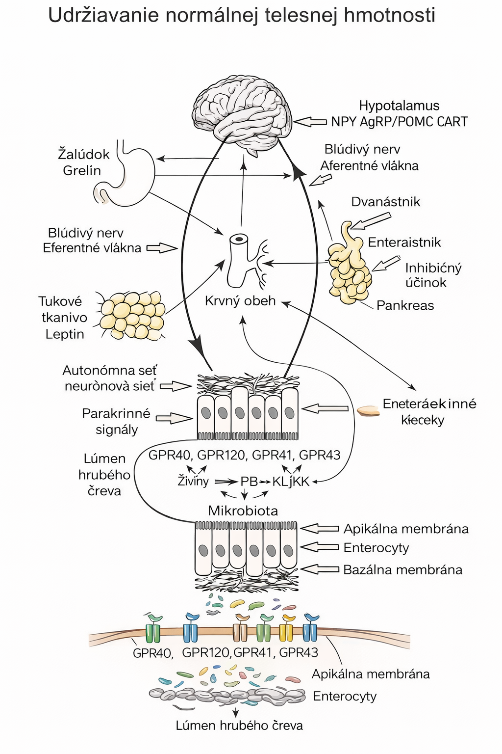 Reglarea neurohumorală a secreției hormonilor tractului digestiv