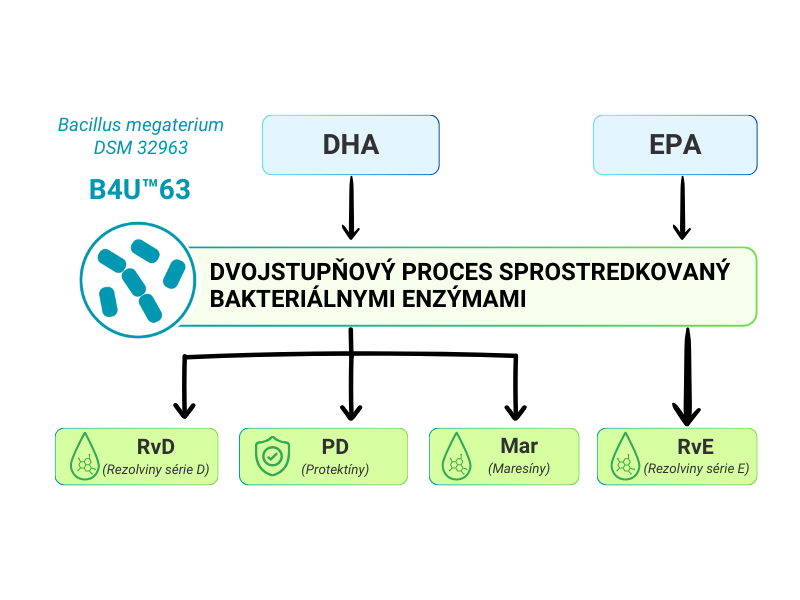 Transformarea omega-3 în SPM de către Bacillus megaterium